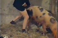 Anal Bestiality Tube