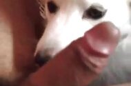 Zoo Animal Porn Sex