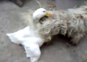 Bestiality video with amazing chicks and sexy ducks