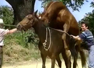 Pair of horny horses having bestiality entertainment