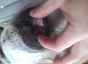 Close-up action with a very hot animal pussy