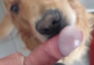 Doggy is enjoying face-fucking in the POV porn