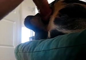 Really loveable dog gets passionately banged in this video