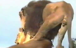 This lion is showing off his intense sexual side