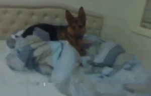 Lovely little pup is banged in doggy style