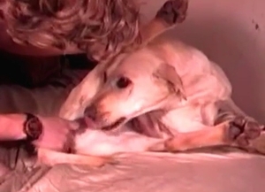 Man is gaping the hole of his handsome animal