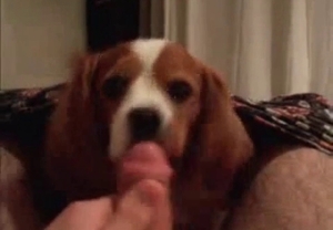 Big cock for this really cute little puppy