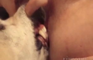 Cute bowwow licks my husband's wide-opened ass