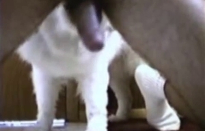 Filthy owner has sex with a kinky white doggo