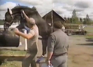 Farmer jerks off a big cock of a horse