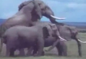Sweet wild animals porn compilation from documentary