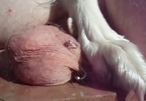 Dirty sex games with a pierced dick and a dog's paw