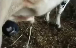 Filthy farm animal bestiality porn with a hot doggy