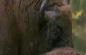 Impressive wild beast sex compilation with nice animals