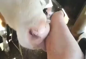 Cow is going to worship her tasty toes today
