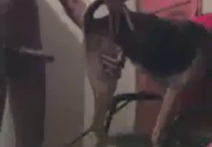 Tight and submissive dog gets fucked silly