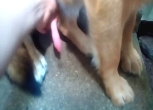 Dog gets jerked off in a sensational porn movie