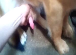 Dog gets jerked off in a sensational porn movie