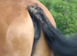 Mare vag being showcased in a hot outdoor vid