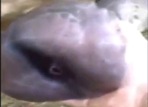 Woman is going to stroke a horse's massive peen