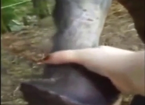 Woman is going to stroke a horse's massive peen