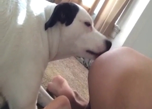 Good girl licking that tasty zoophile asshole