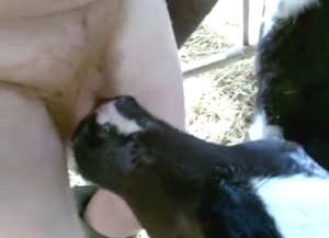 BJ session with a nice-looking farm animal or 2