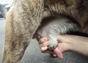 Public handjob for a sexy-looking animal in HQ