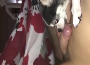 Small dog licking that nice-looking dick for fun
