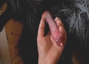 Dog with a hard penis enjoying a lengthy handjob