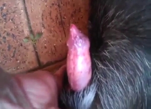 That animal has a lot to do with that hard penis