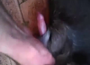 That animal has a lot to do with that hard penis