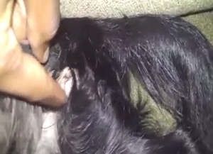 Black dog is going to get pussy-fingered real fast